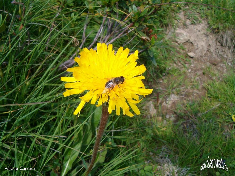 Tanti altri fiori sempre nella conca dei Campelli (7).jpg